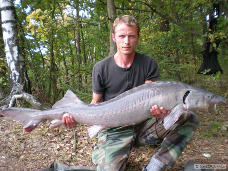 jeseter sibiřský 138 cm 19,8 kg