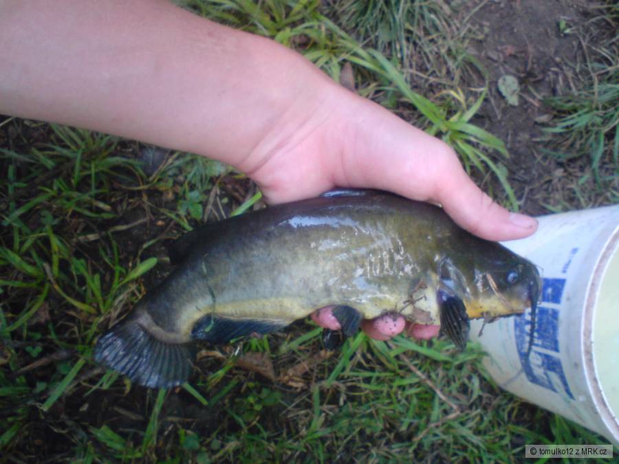 american 30cm