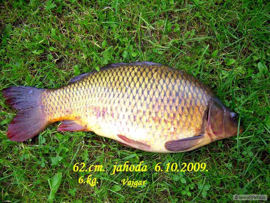 A jeden z Vajgara
