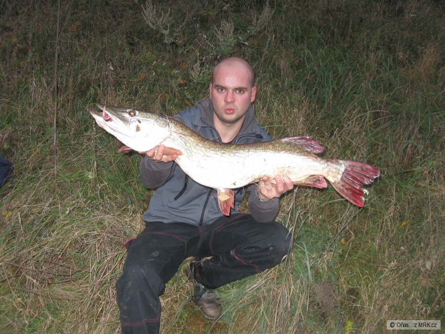 Zubatice 93