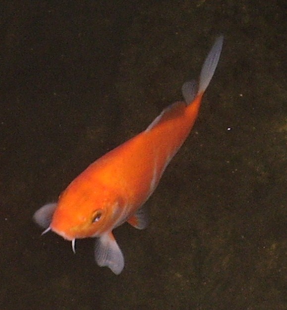 Koi