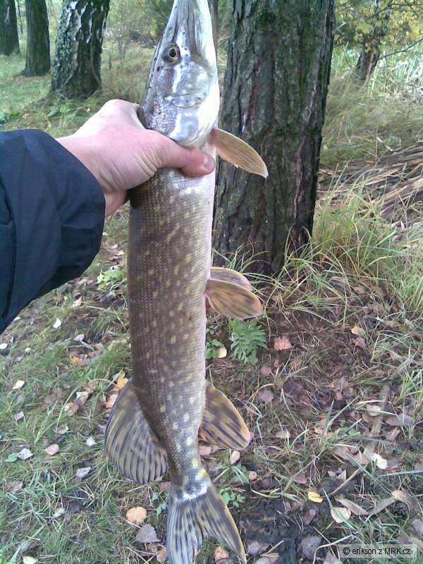 dne�na 58 cm.