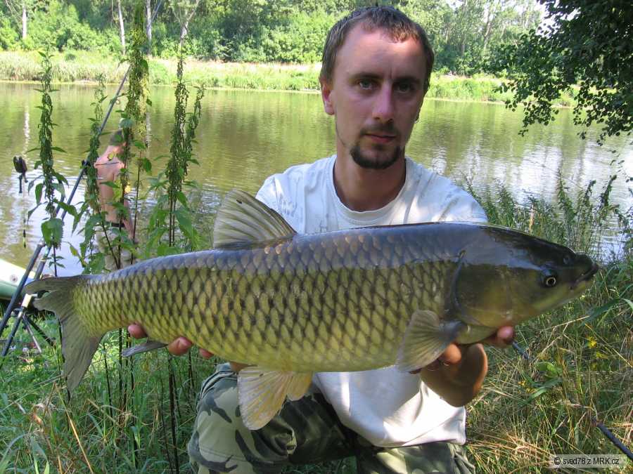 amur 70 cm