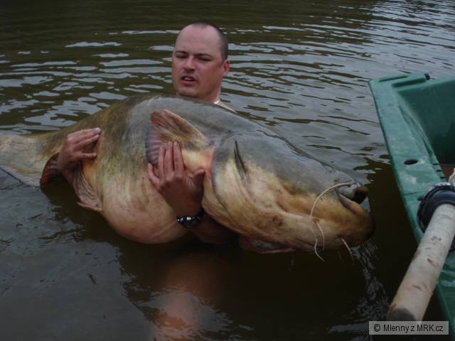 Drobeček z Ebra 216cm