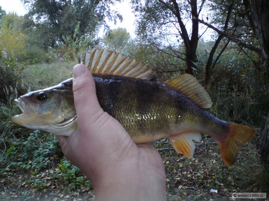 ostriež2