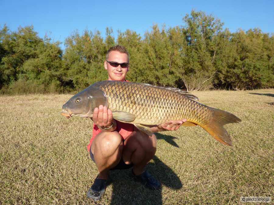 kapr 93 cm - 13 kg