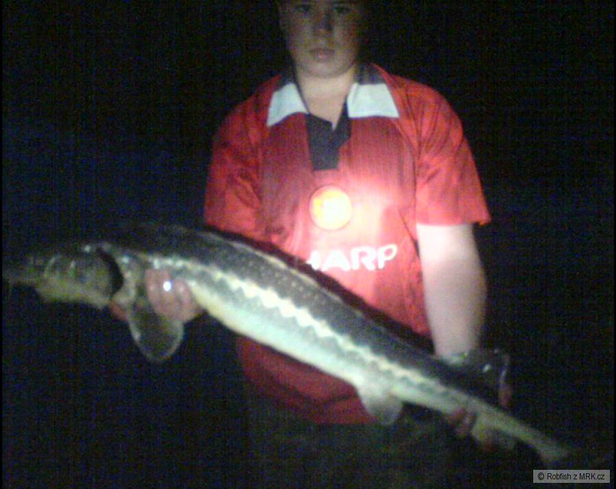 Jeseter 128cm noc v Černé Hoře