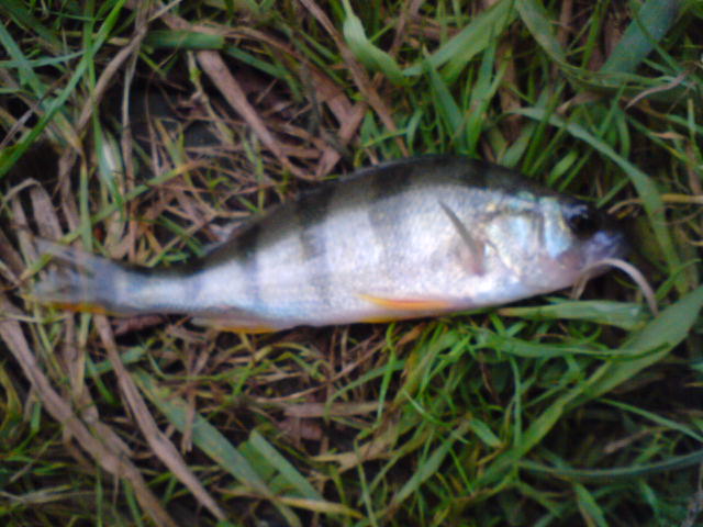 okounek 11cm