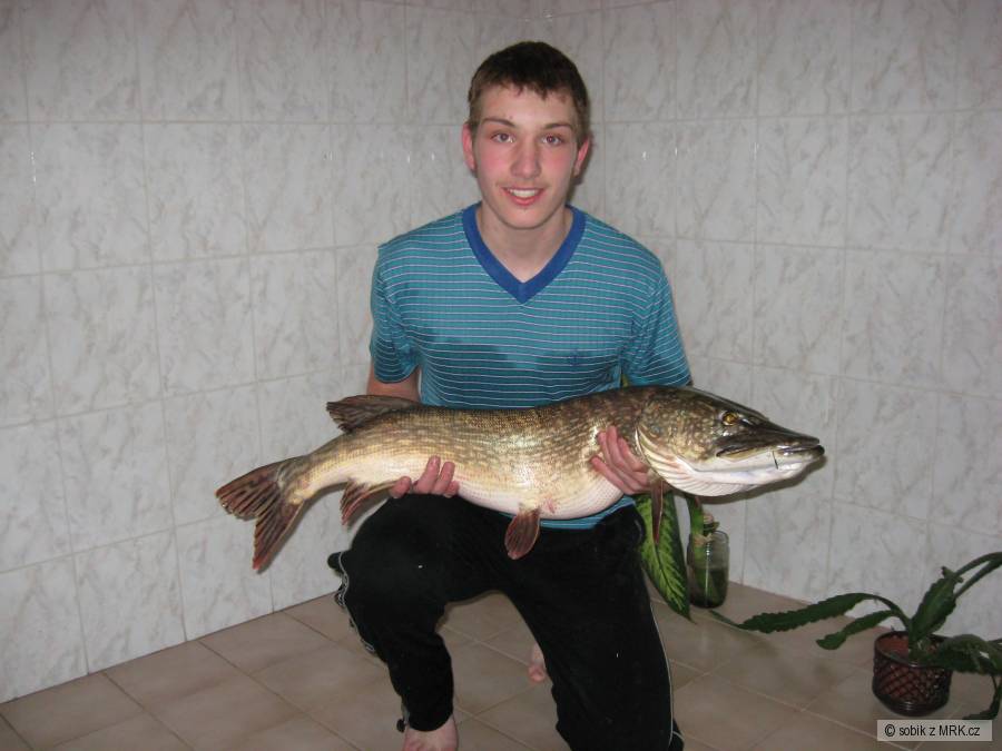 štika 105 cm