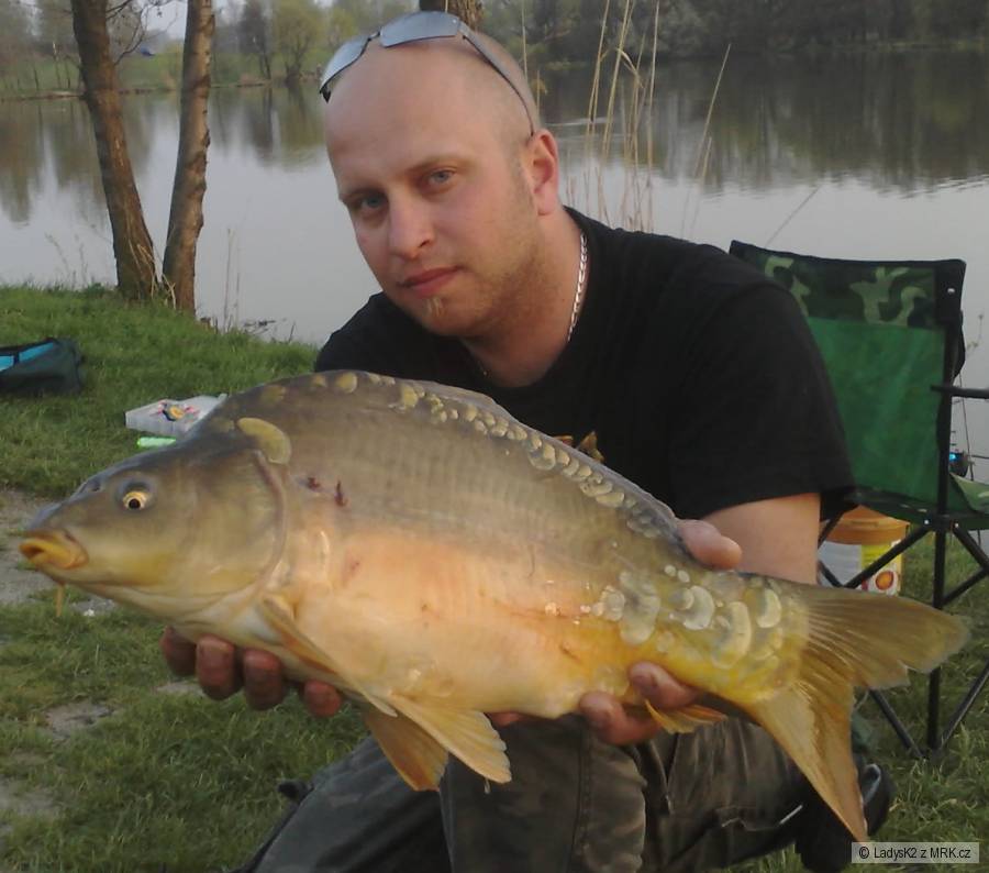 Kapřik 55cm