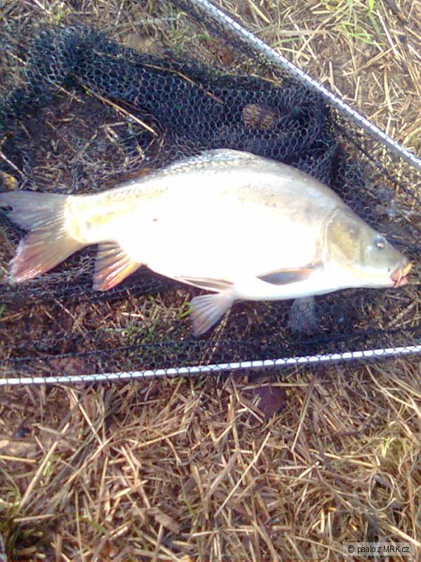 na feeder50cm 2,50kg