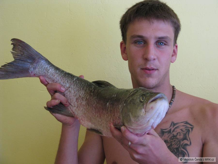 Bolen 87cm