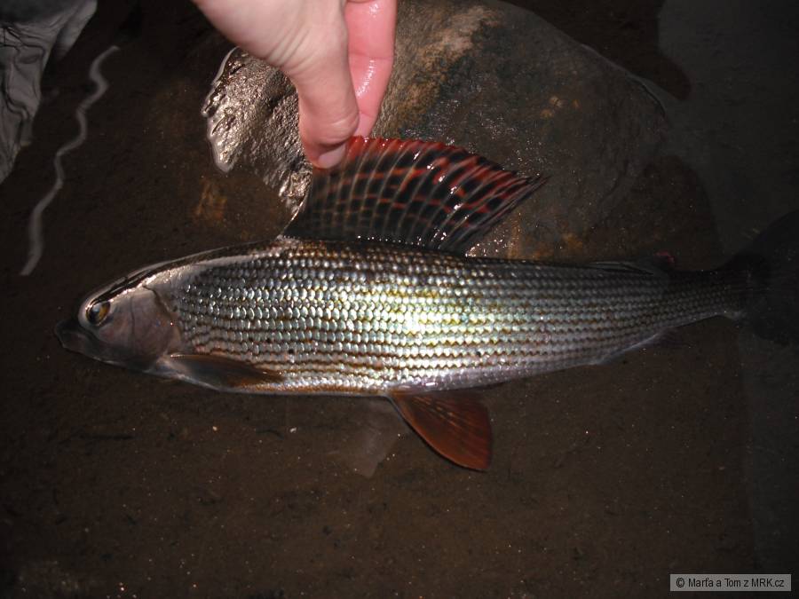 Lipan 34 cm