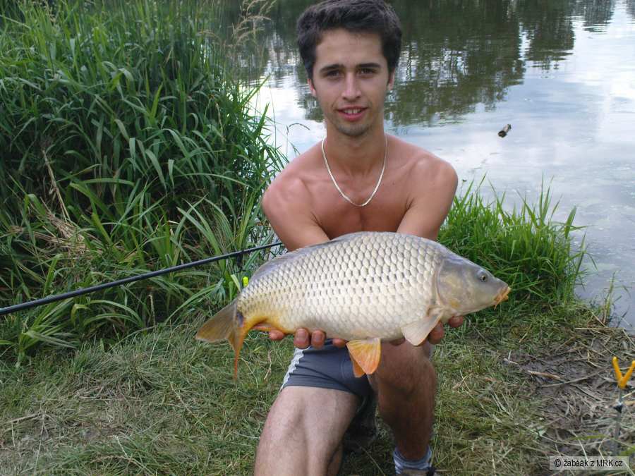 Kuba s kaprem 50cm