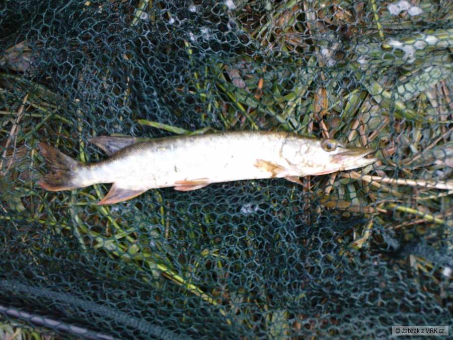 Štička 26cm