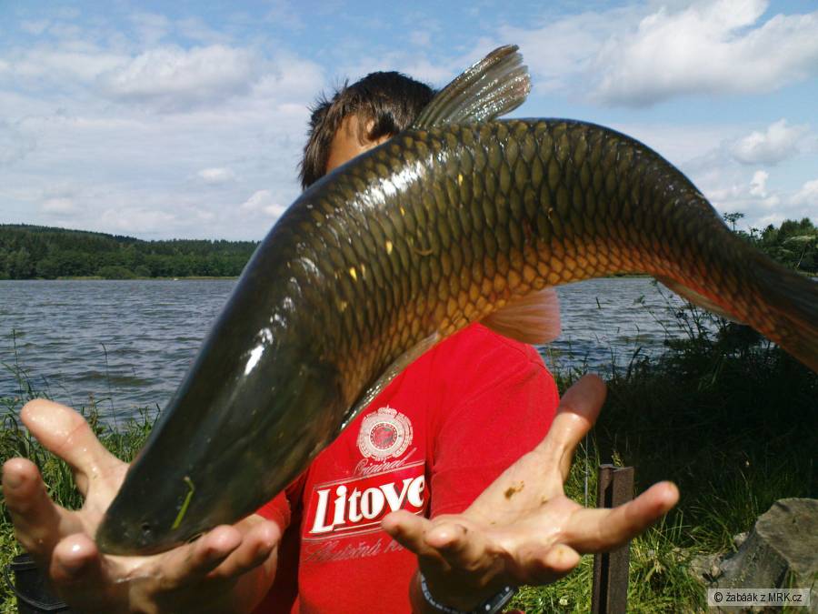 Amur ve výskoku