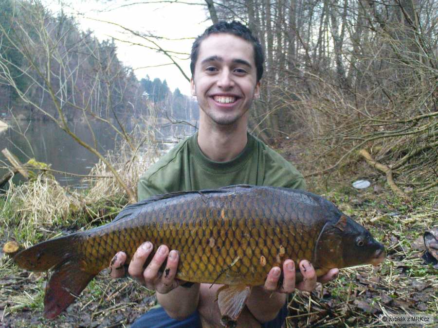 Kuba s kaprem 57cm