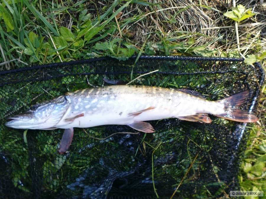 Štika 45cm