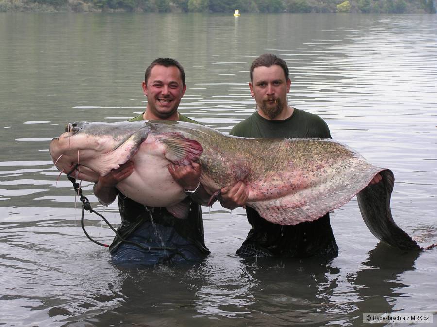 Ebro Listopad Sumec 235cm 90 kilo