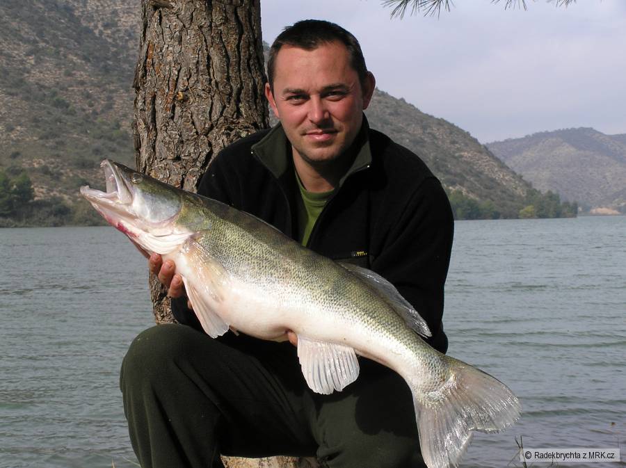 Candát 85cm 7 kilo