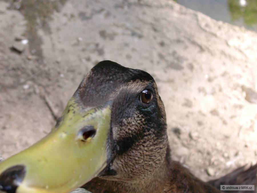 zvědavý kačer