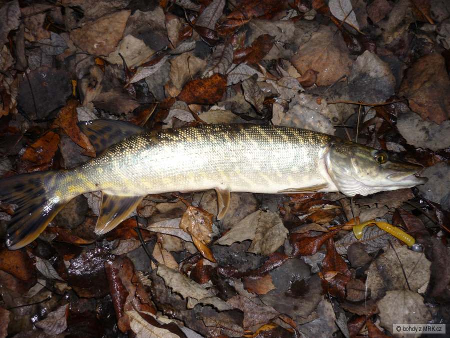 Štika 45cm na gumu