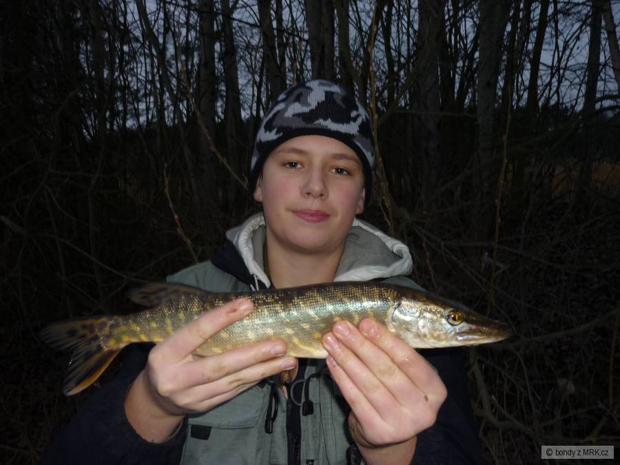 Štika 45cm na gumu
