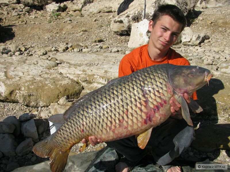 španěl 09