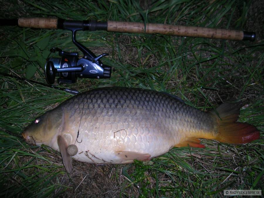 carp