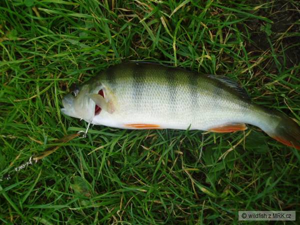 okoun 02