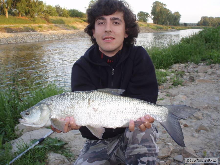 Bolen