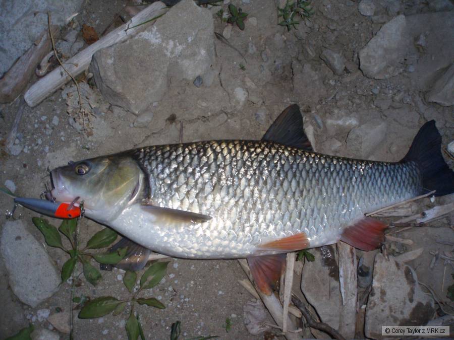 Tlouštík