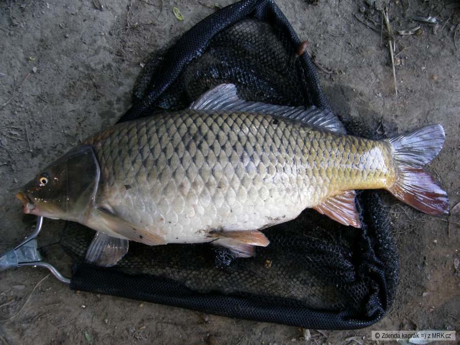 Kapřík z Labe