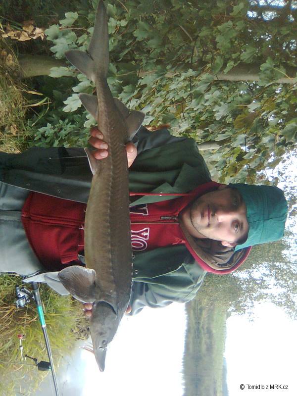 Jeseter - 86 cm