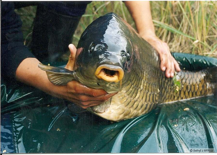 osmnáctka