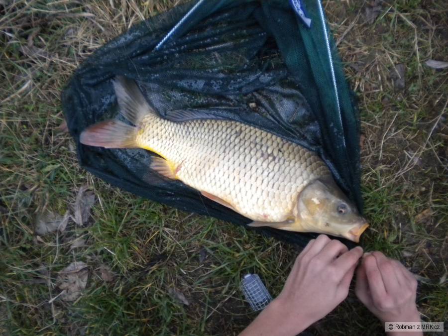 Krásny Kapr říční (60cm) bojovník na feeder