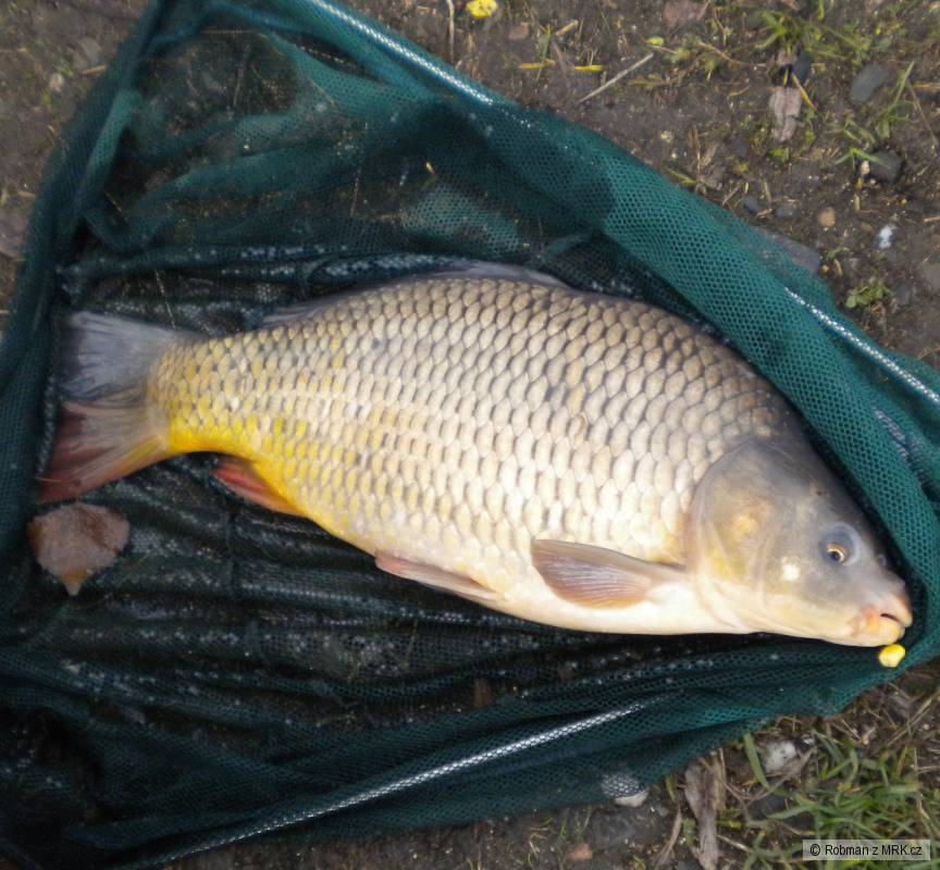 Krásně vypasený kapr z řeky 64cm na feeder