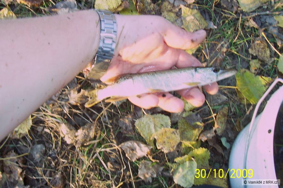 Štika