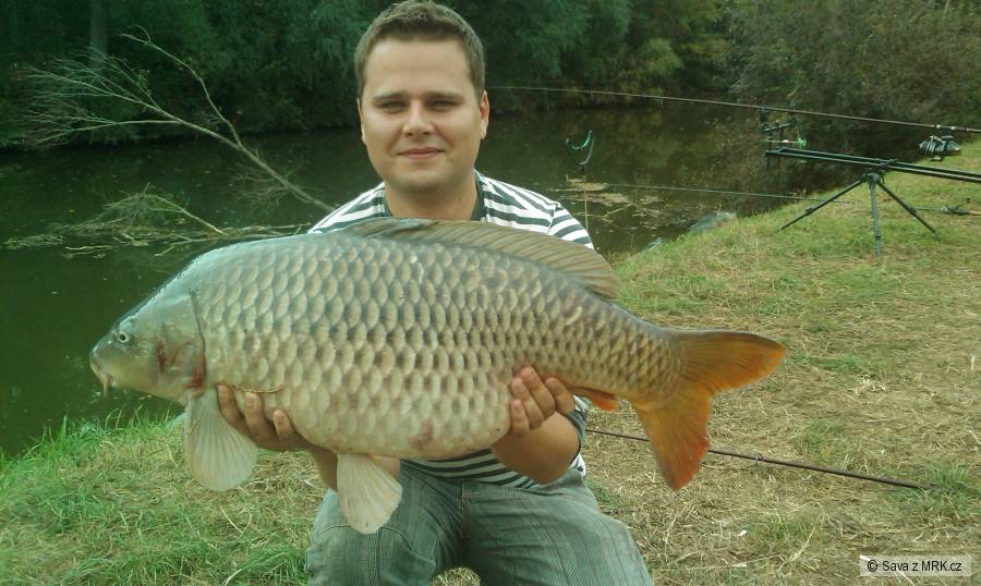 Svratka