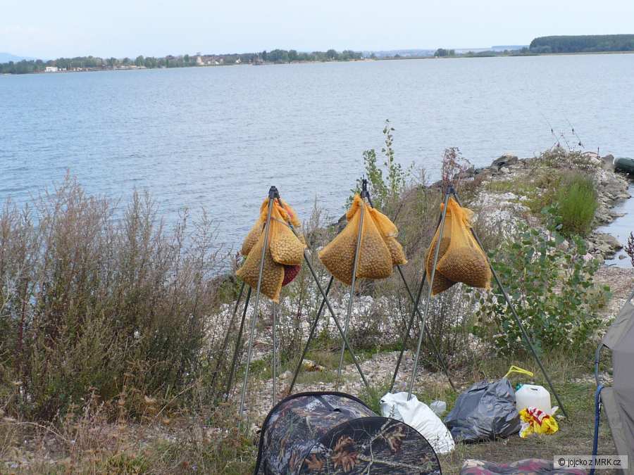 boilies