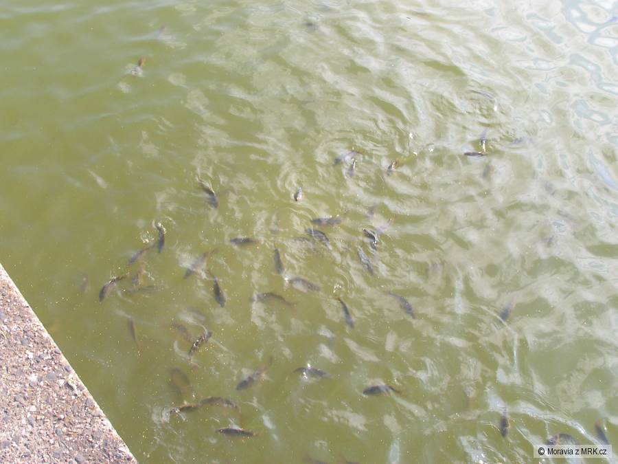 Kapříci