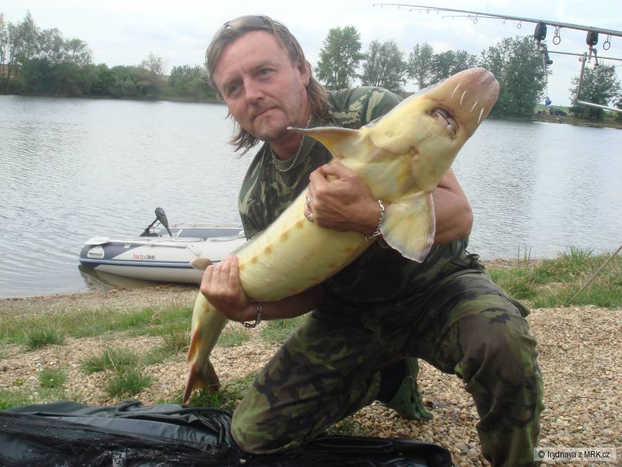 Hvězdičák 145cm