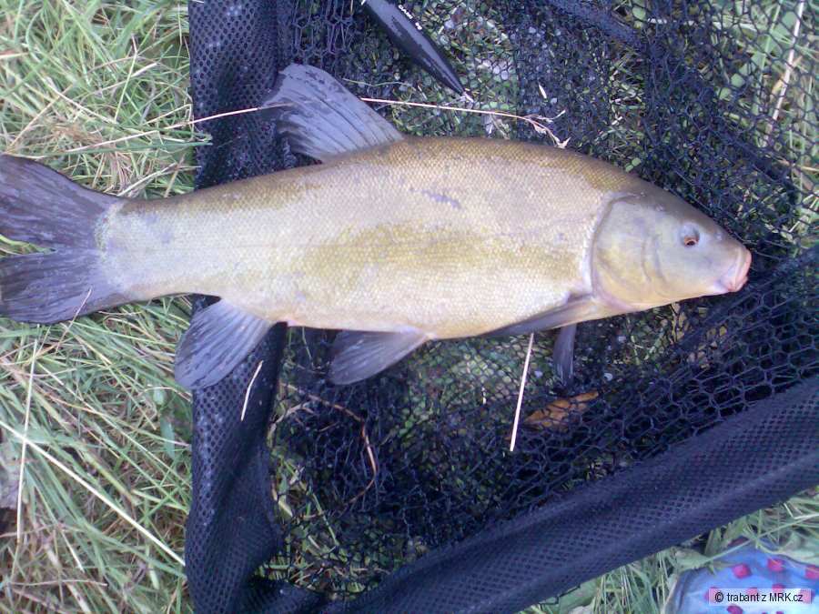 Lín obecný 41 cm
