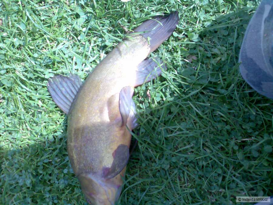 Línobecný 36 cm