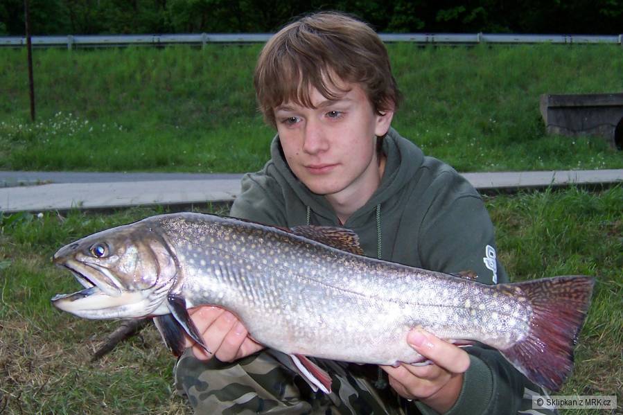 Siven 48cm
