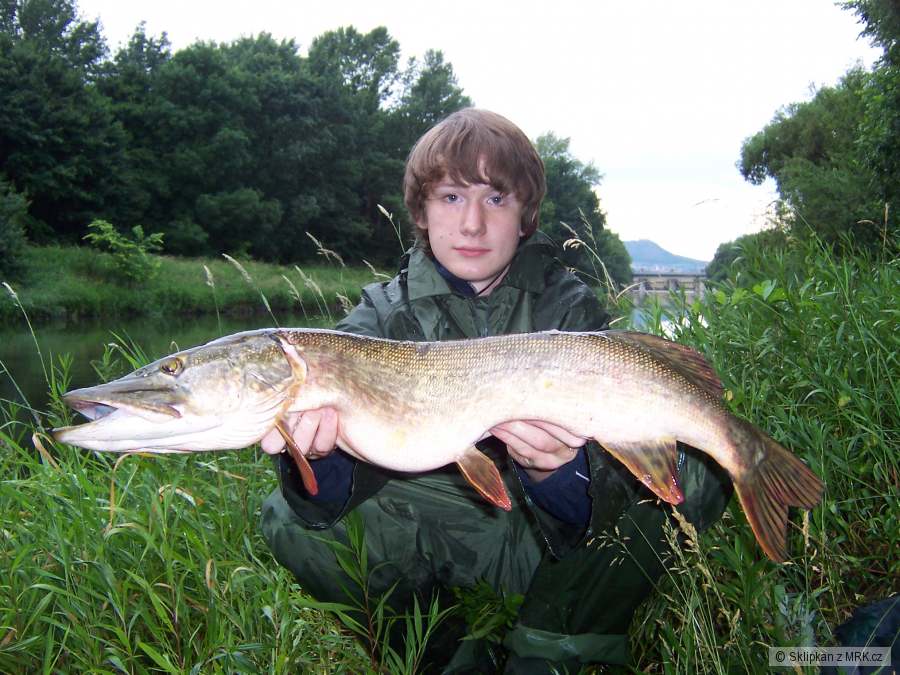 Štika 77cm