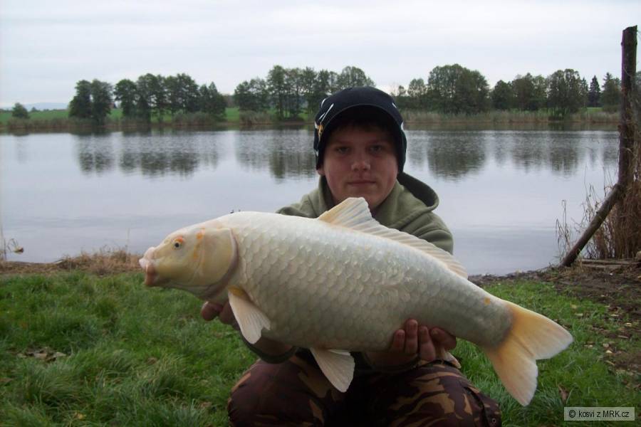 koi kapr 66cm 4,85kg