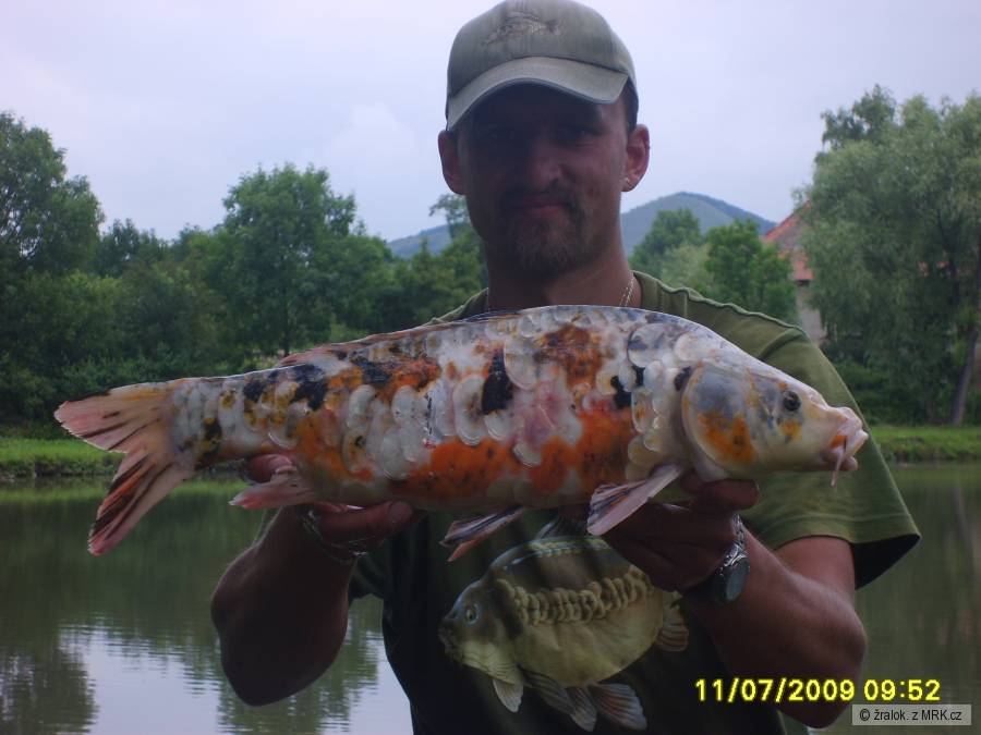 koi kapr