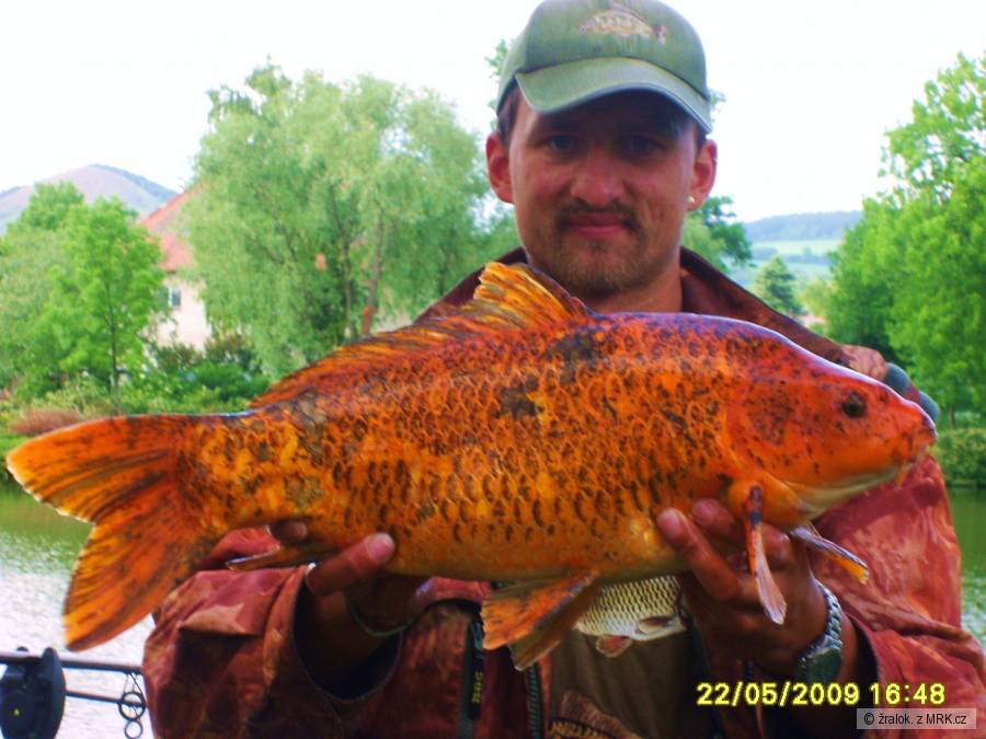 koi kapr