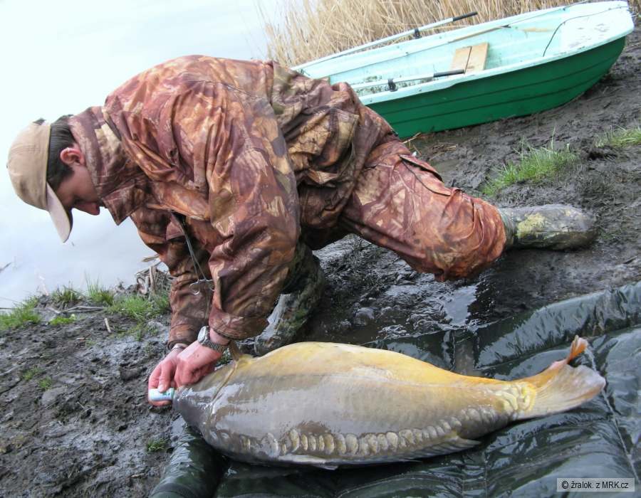 madarsko 96cm-20,5kg